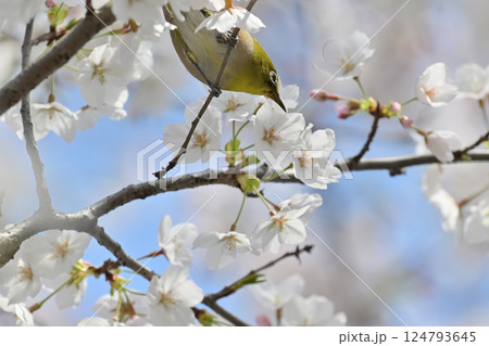 満開の桜とメジロ　サクジロー　春の素材 124793645