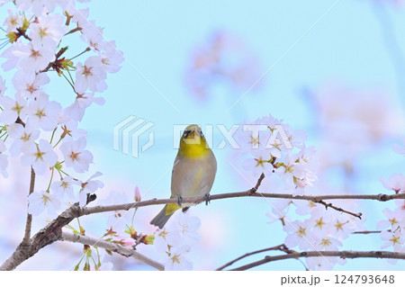 満開の桜とメジロ サクジロー 春の素材 満開の桜とメジロ サクジロー 春の素材 124793648