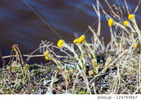 Tussilago farfara commonly known as coltsfoot. Wild yellow spring flowers 124793667