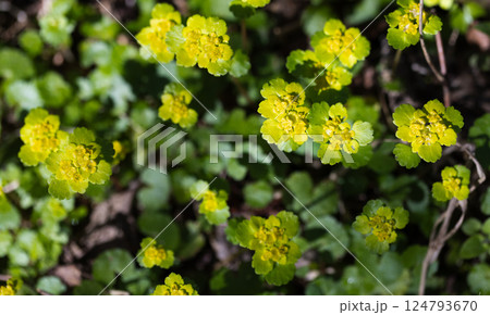 Chrysosplenium alternifolium in bloom, macro photo of yellow green flowers 124793670