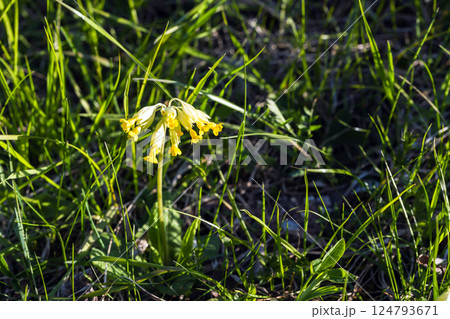 Blooming Primula elatior, macro photo of yellow wild flowers Blooming Primula elatior, macro photo of yellow wild flowers 124793671