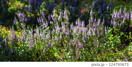 Vibrant purple heather flowers blooming amongst lush green vegetation 124793673