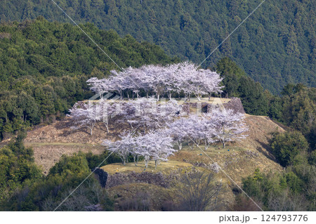 春の赤木城跡 124793776