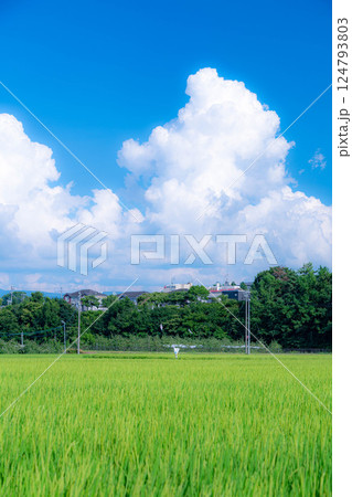 【夏素材】夏の田園風景と入道雲【長野県】 124793803