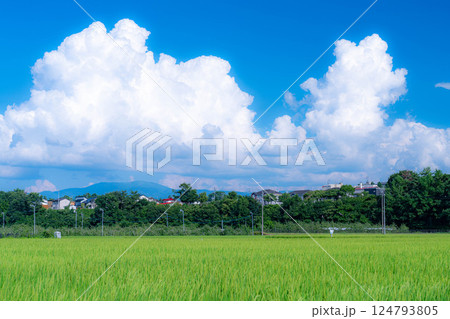 【夏素材】夏の田園風景と入道雲【長野県】 124793805