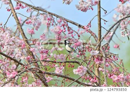 シジュウカラと満開の桜 爽やかな春の空 春の素材 シジュウカラと満開の桜 爽やかな春の空 春の素材 124793850