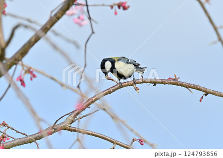 シジュウカラと満開の桜 爽やかな春の空 春の素材 シジュウカラと満開の桜 爽やかな春の空 春の素材 124793856