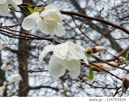 Close-up of magnolia flowers filled with raindrops. Magnolia tree blooming Magnolia Kobus. Selective focus Close-up of magnolia flowers filled with raindrops. Magnolia tree blooming Magnolia Kobus. Selective focus 124793929