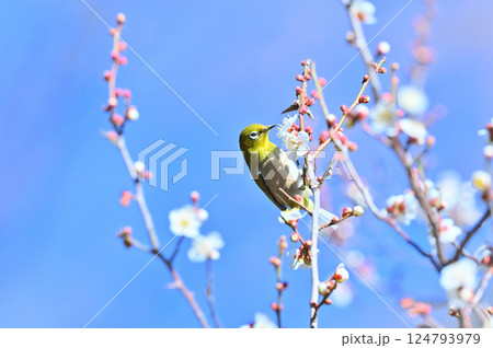満開の白梅とメジロ　ウメジロー 124793979
