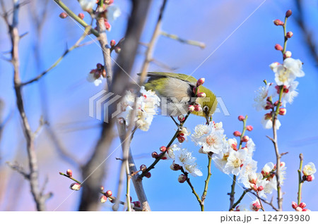 満開の白梅とメジロ　ウメジロー 124793980