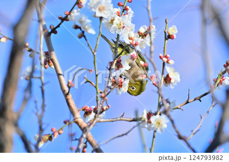 満開の白梅とメジロ　ウメジロー 124793982