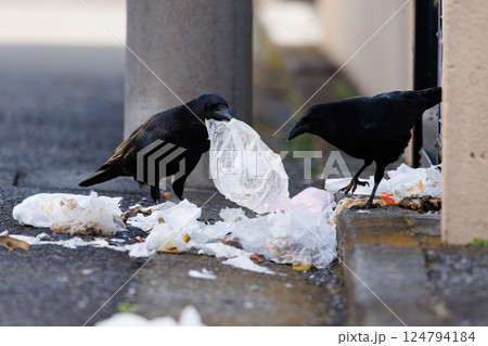 住宅の残飯ゴミを食べ散らかす都会のカラス 124794184