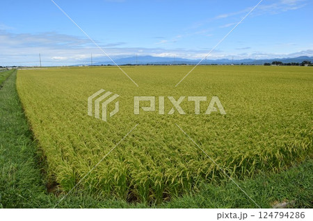 稔り始めた稲穂 山形庄内米 124794286
