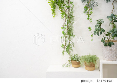 観葉植物で飾られた壁 124794581