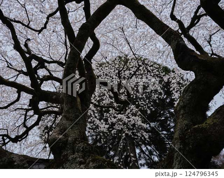 中越家の枝垂れ桜 中越家の枝垂れ桜 124796345