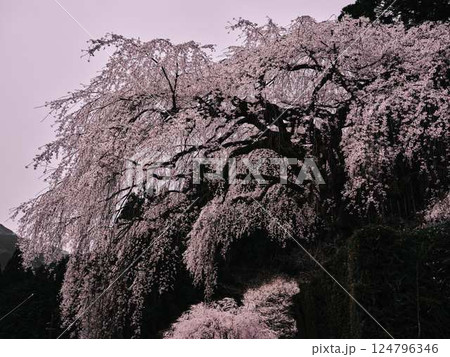 中越家の枝垂れ桜 124796346