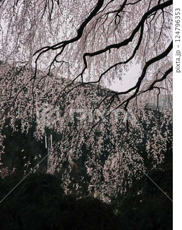 中越家の枝垂れ桜 124796353