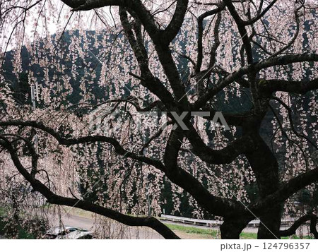 中越家の枝垂れ桜 中越家の枝垂れ桜 124796357