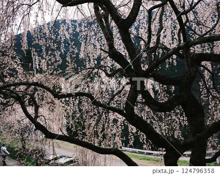 中越家の枝垂れ桜 中越家の枝垂れ桜 124796358