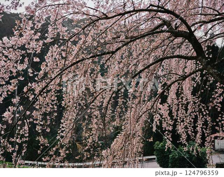 中越家の枝垂れ桜 中越家の枝垂れ桜 124796359