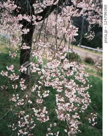 中越家の枝垂れ桜 中越家の枝垂れ桜 124796360