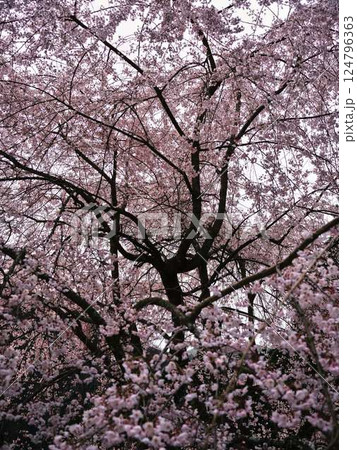 中越家の枝垂れ桜 124796363