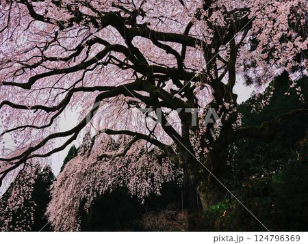 中越家の枝垂れ桜 124796369