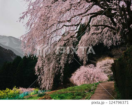 中越家の枝垂れ桜 124796371