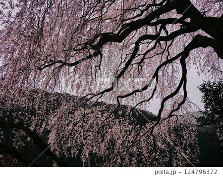 中越家の枝垂れ桜 124796372