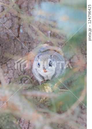 エゾモモンガは冬の北海道のアイドル エゾモモンガは冬の北海道のアイドル 124796425