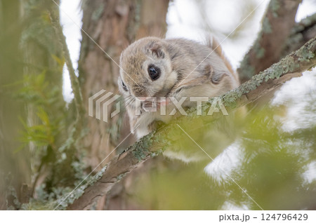 エゾモモンガは冬の北海道のアイドル エゾモモンガは冬の北海道のアイドル 124796429