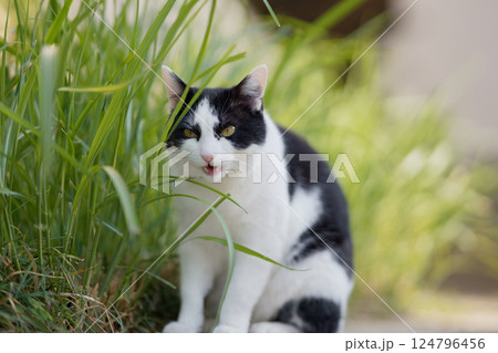 草を食べる野良猫 草を食べる野良猫 124796456