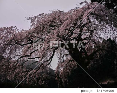 中越家の枝垂れ桜 124796506