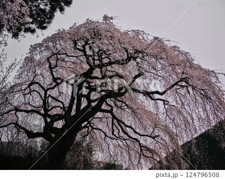 中越家の枝垂れ桜 124796508