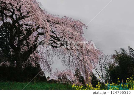 中越家の枝垂れ桜 中越家の枝垂れ桜 124796510