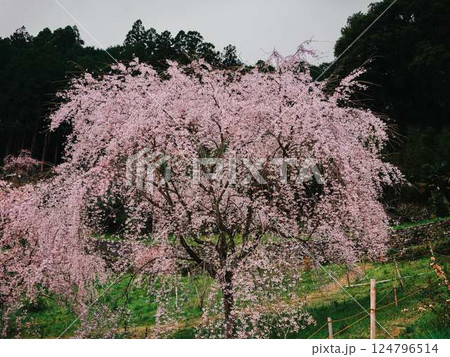 中越家の枝垂れ桜 124796514