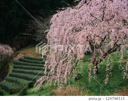 中越家の枝垂れ桜 124796515
