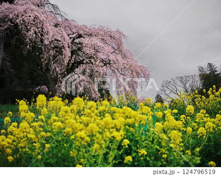 中越家の枝垂れ桜 中越家の枝垂れ桜 124796519