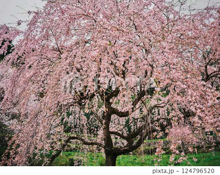 中越家の枝垂れ桜 中越家の枝垂れ桜 124796520