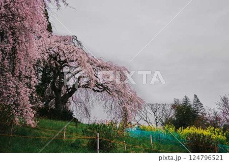 中越家の枝垂れ桜 124796521