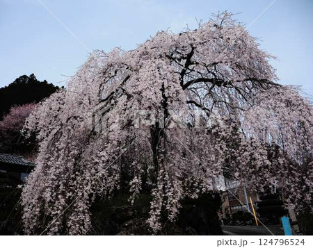 中越家の枝垂れ桜 中越家の枝垂れ桜 124796524