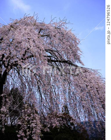 中越家の枝垂れ桜 中越家の枝垂れ桜 124796526