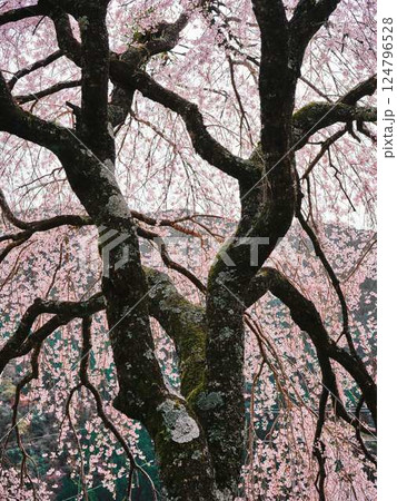 中越家の枝垂れ桜 中越家の枝垂れ桜 124796528