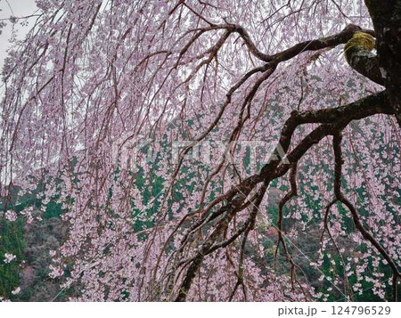 中越家の枝垂れ桜 中越家の枝垂れ桜 124796529