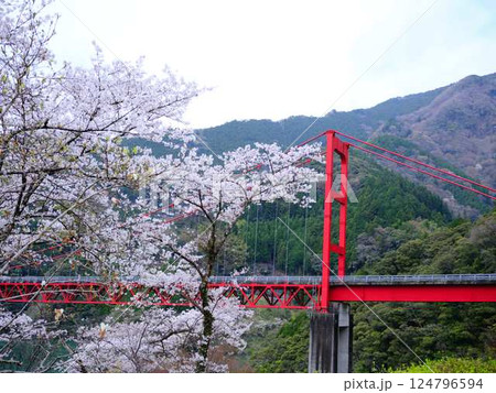 高知県　大渡ダム大橋　桜 124796594