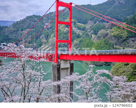 高知県　大渡ダム大橋　桜 124796602