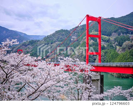 高知県　大渡ダム大橋　桜 124796603