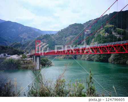 高知県 大渡ダム大橋 桜 高知県 大渡ダム大橋 桜 124796605