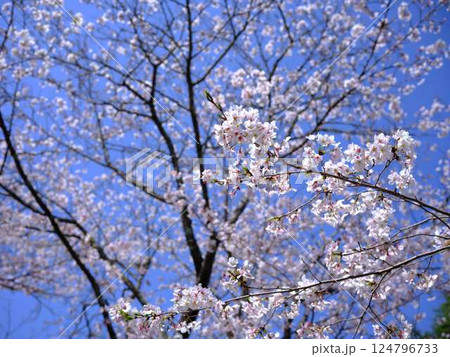 ソメイヨシノ 124796733
