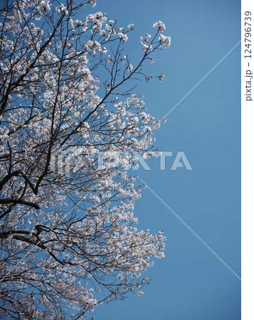 ソメイヨシノ 124796739